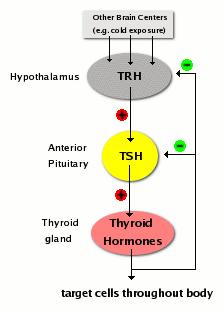 Control of thyroid hormone synthesis and secretion Pituitary hormone thyreotropin (TSH) upregulates activity of iodide pump of follicle cells of thyroid gland Endocytosis of