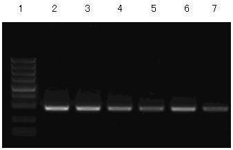Methylation of mirna-122 in hepatocellular carcinoma cells 3591 Plasmids were extracted using an AxyPrep Plasmid Miniprep Kit (Axygen Company, USA). DNA sequencing was completed by Sangon Biotech.