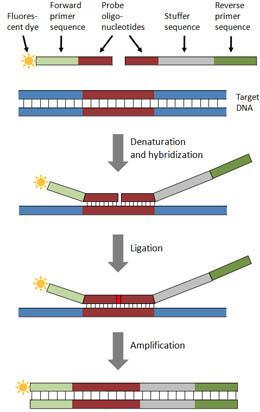 Multiplex Ligation-dependent Probe amplification Run on