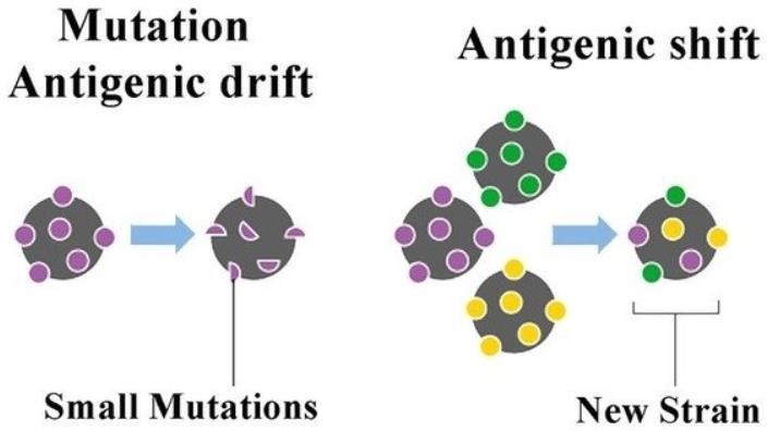 Antigenic Drift Small gradual changes that occur over time and create a new strain that may not be recognized by immune system Reason that new influenza vaccine is manufactured/distributed each year