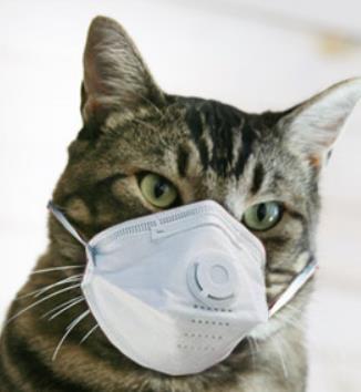 2016-2017 Influenza Trends Respiratory Highlights of 2016-2017 Outbreak of avian lineage influenza A H7N2 among cats in an animal