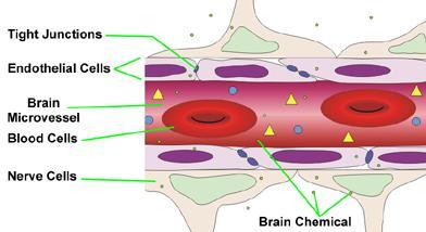 Blood Brain Barrier Picture Credit: