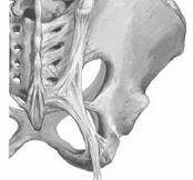 bone fibrocartilage, fat pads,