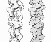 technologies Signal Proteins and Adhesion Molecules control: 1. Recruitment of cells to the scaffold 2.
