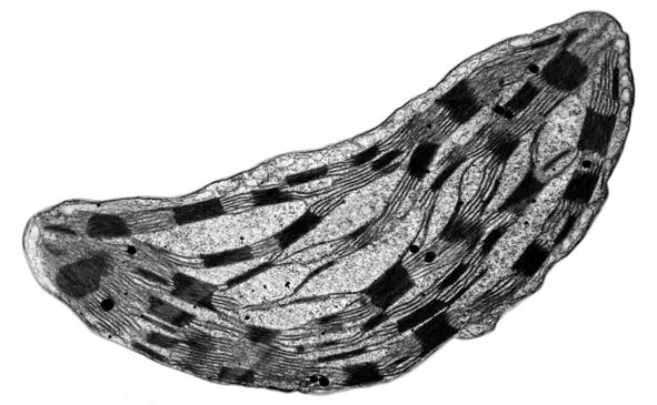 3 (a) Fig. 3.1 is an electron micrograph of a chloroplast from a tobacco leaf. 8 Z Y W X Fig. 3.1 Identify the structures labelled W to Z. W... X... Y... Z... [4] In addition to the structures seen in Fig.