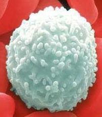 2- White Blood Cells (leukocytes) They are responsible for