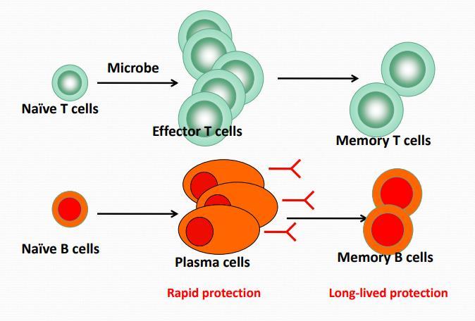 Phases of an Immune Response: In general, the immune responses in our body either involve B-cells, or T-cells.