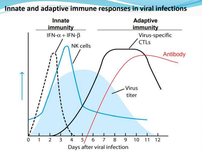 Innate immunity mechanism: The body has defenses which are not specifically directed at particular infectious agents, but which serve as non-immunological barriers to infection: 1) Skin- an effective