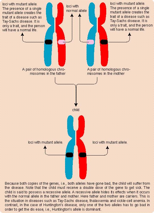 b. 4 Blood types exist based on 3 alleles Allele- alternate forms of a