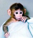 3. Rh factor (Rhesus factor) In 1940 Landsteiner and Weiner reported the discovery of the Rh factor by studying