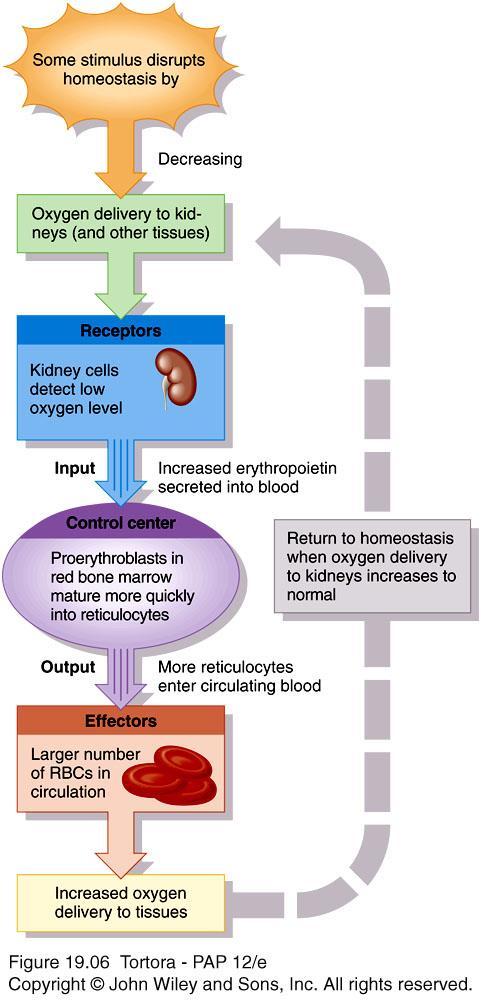 Erythropoiesis Starts in red bone marrow with proerythroblast Cell near the end of development ejects nucleus and becomes a reticulocyte Develop into mature RBC within