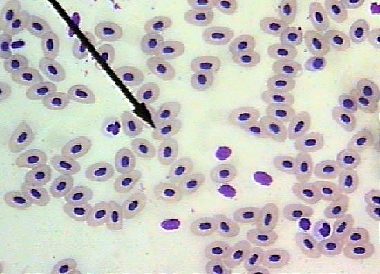 Animal Blood Larger nucleic red blood cells