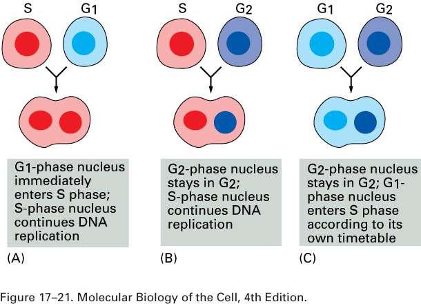 Directionality - clocks go in only one direction G2 cell can not induce G1 cell to replicate DNA G2