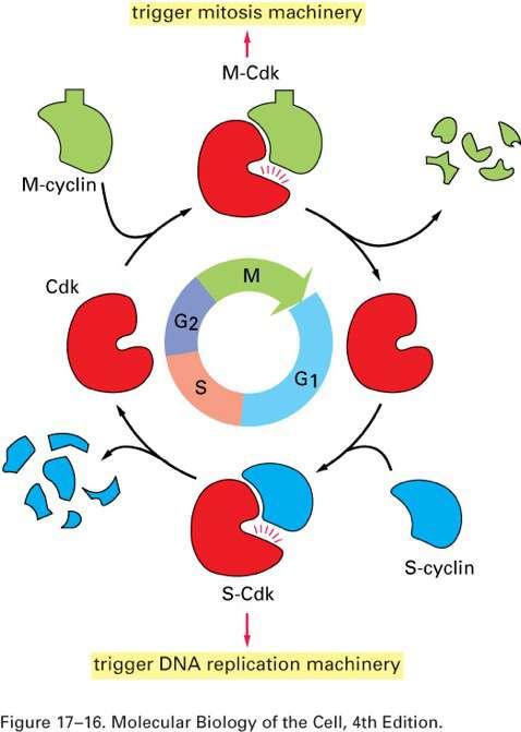Cyclin-dependent Kinase (CDK) Nuclear envelope breakdown Condense chromosomes Microtubule re-organization Cell cycle progression