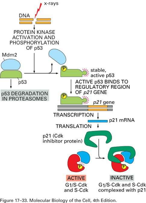 p53 p53 is transcription factor induces p21