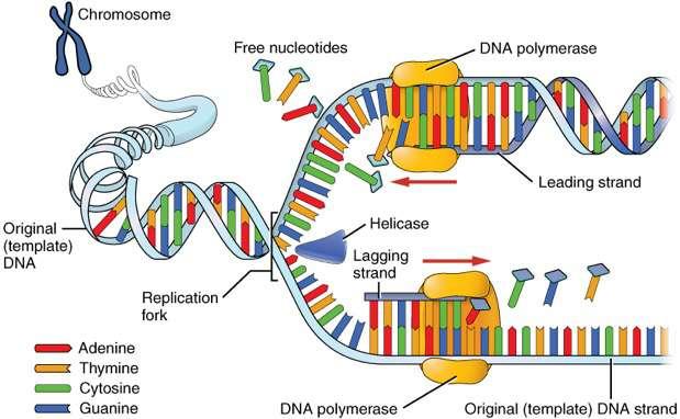 DNA = The Cook Book of