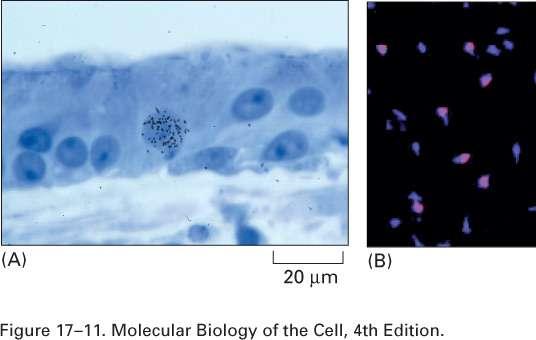 Vertebrate cells analyses H 3- thymidine Cells incorporate
