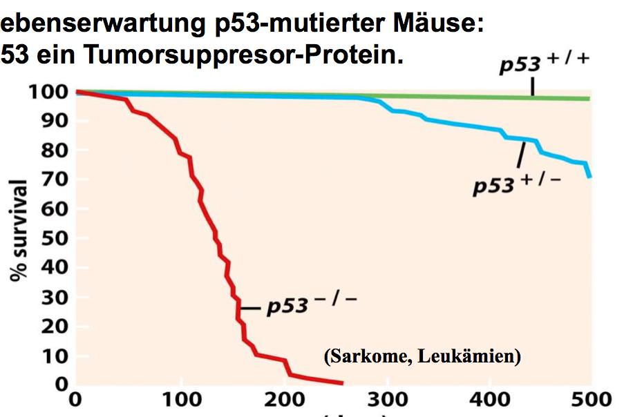 p53 phosphorylation blocks