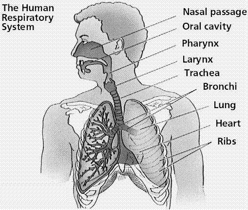 Problems with Oxygenation Lemone and Burke Chapter 36-39 39 Objectives Review anatomy and physiology of respiratory system. Describe changes associated with aging.