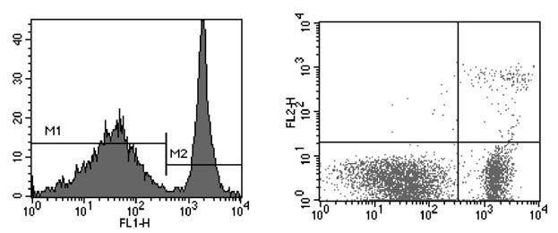 Typical Data Using Annexin-V FITC Kit A Propidium Iodide B 2. Dilute 10x Annexin-V Binding Buffer 1:10 in distilled water. 3.