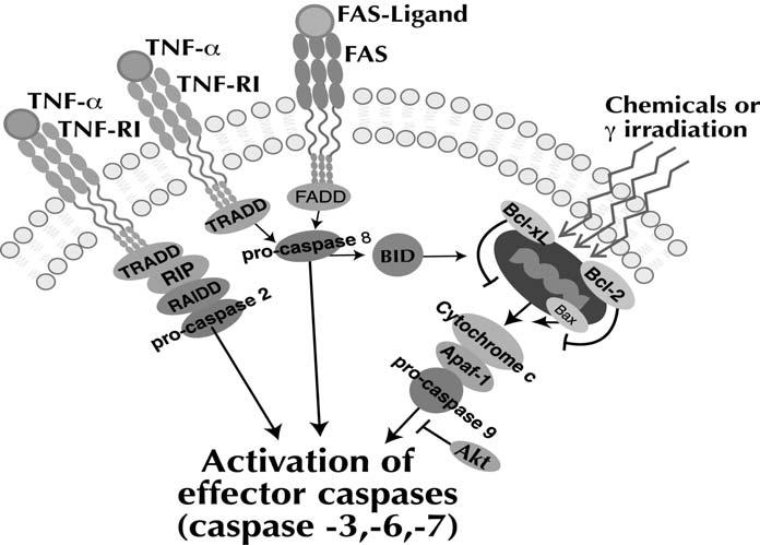 Caspase-14 Also known as ICE Also known as Ich-1, Nedd2 Also known as CPP32, Yama, Apopain, SCA-1, and LICE Also known as ICEreI-II, TX and ICH-2 Also known as ICErel-III and TY Also known as Mch-2