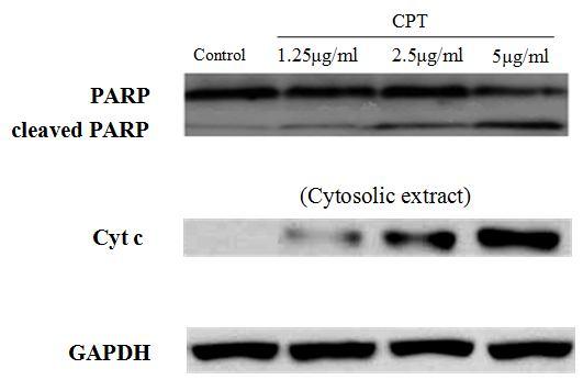 Figure 5: (A) CPT-activated caspase-like enzymes. HL-60 cells were incubated with 5 μg/ml CPT for 12 h. The cytosol was analyzed for caspase-3, caspase-8, and caspase-9 activity.
