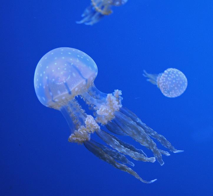 jellyfish Jellyfish can be found in every ocean of the world, in deep water, and on the coast. Tentacles hang down from their smooth baglike body and sting their prey.
