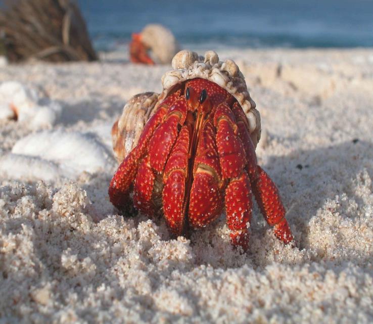 HERMIT CRABS Hermit crabs are a type of crustacean. It has a shell that is also their home. They crawl in it and live in it when they need to rest or they fear what is around them.