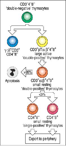 DN: Double Negative CD4 - CD8 - (<10 %) Immature thymocytes DP: Double Positive CD4 + CD8 + (most abundant, 90%)