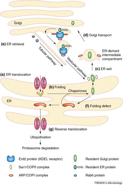 How Cholera toxin hijacks the early secretory pathway Golgi A subunit has a C- terminal KDEL sequence -> signal for retrieval to the ER ER The A subunit is