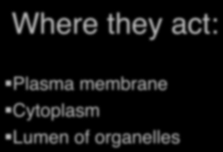 Classifications Where they act: Plasma membrane Cytoplasm Lumen of organelles What they act on: Membrane Cytoskeleton Protein synthesis - Activity: no