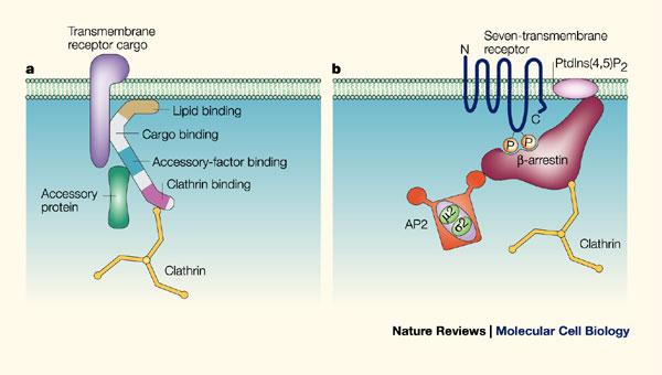 Interaction between a cargo receptor and clathrin requires adaptor Clathrin adaptors or accessory proteins AP-1 (Adaptor Protein complex 1) AP-2 ß-arrestins 1 &