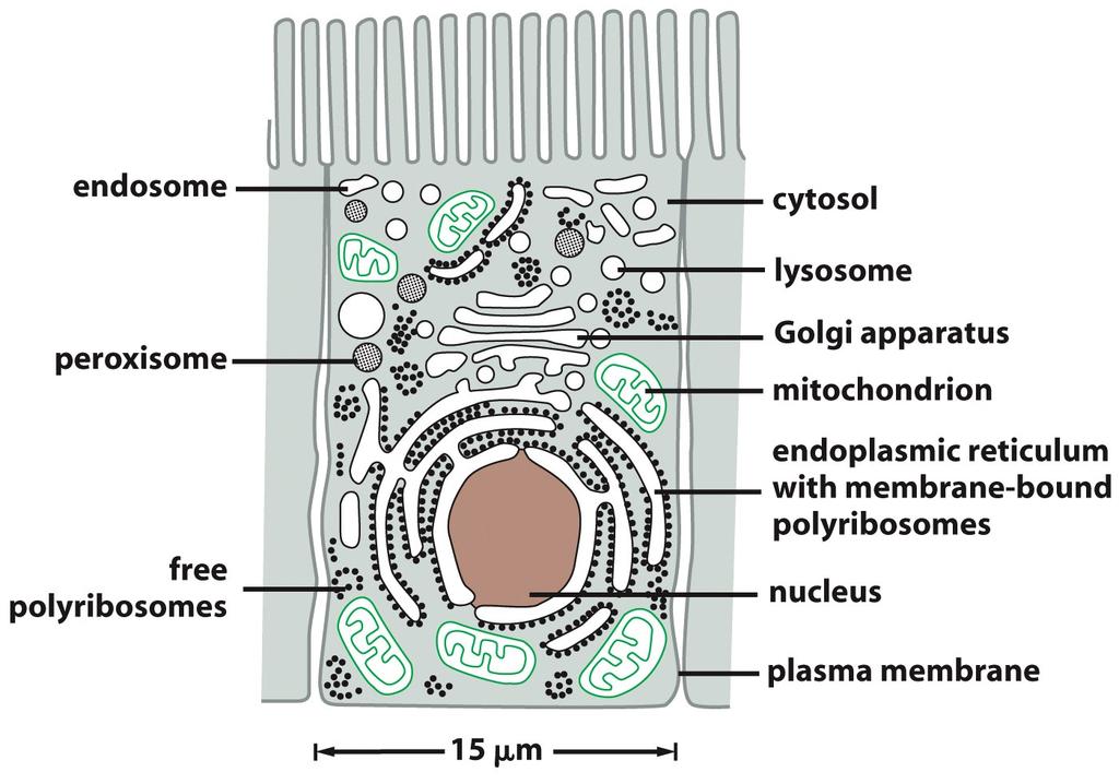 They must therefore cross a membrane elsewhere in the cell To reach the cytosol, toxins