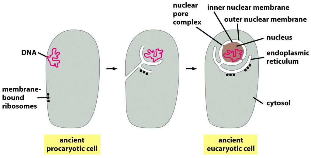 Membrane bound organelles probably originate from invaginations of the plasma membrane Space continuous with the outside of the cell Figure 12-4a