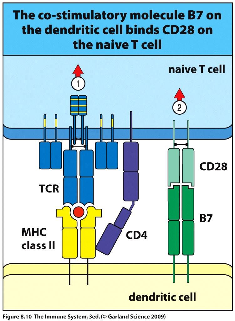 Activation of naive T cells requires a co-stimulatory signal delivered by a professional antigen-presenting cell CTLA4 is expressed only on activated T cells, is similar to CD28 but binds much