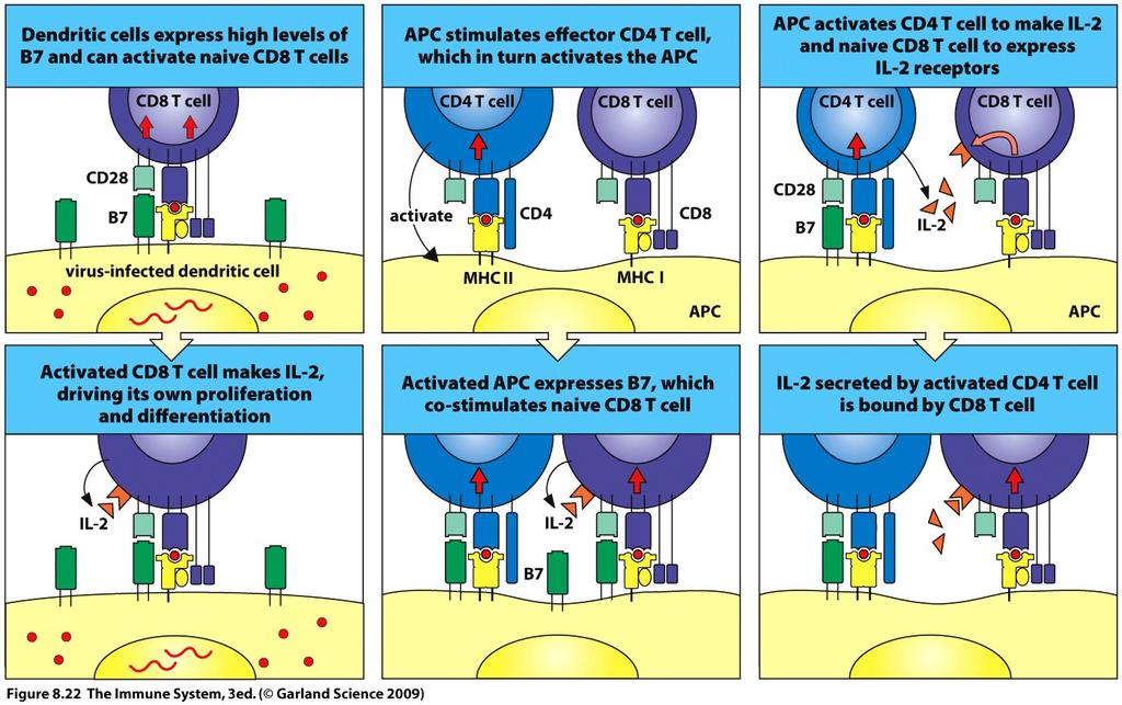 Naive CD8 T cells are activated to