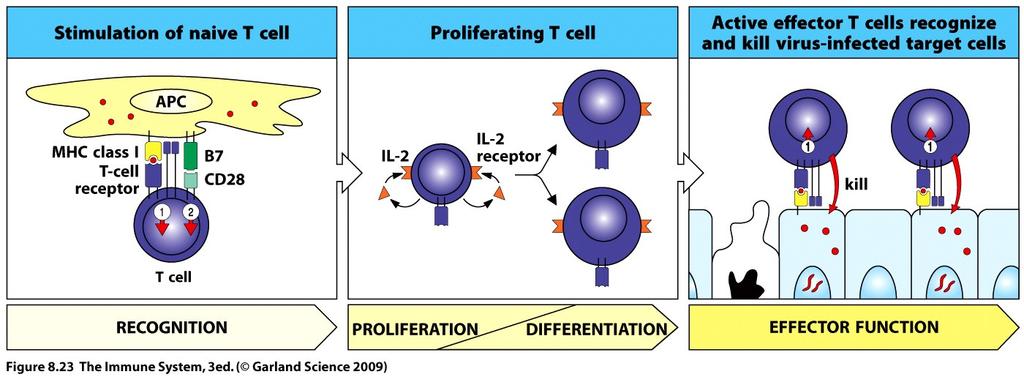 several different ways Effector T-cell