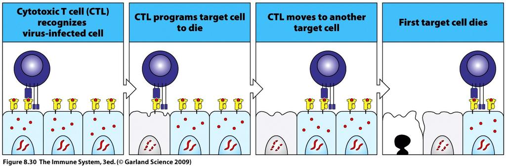 serial killers of target cells at sites of infection
