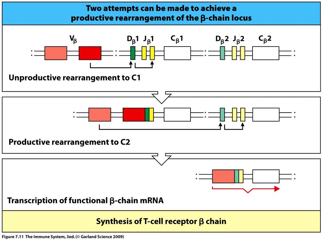 either a γ:δ receptor or a pre-t-cell receptor Thymocytes can make 4 attempts to rearrange a Tcrβ-chain gene (80% succes