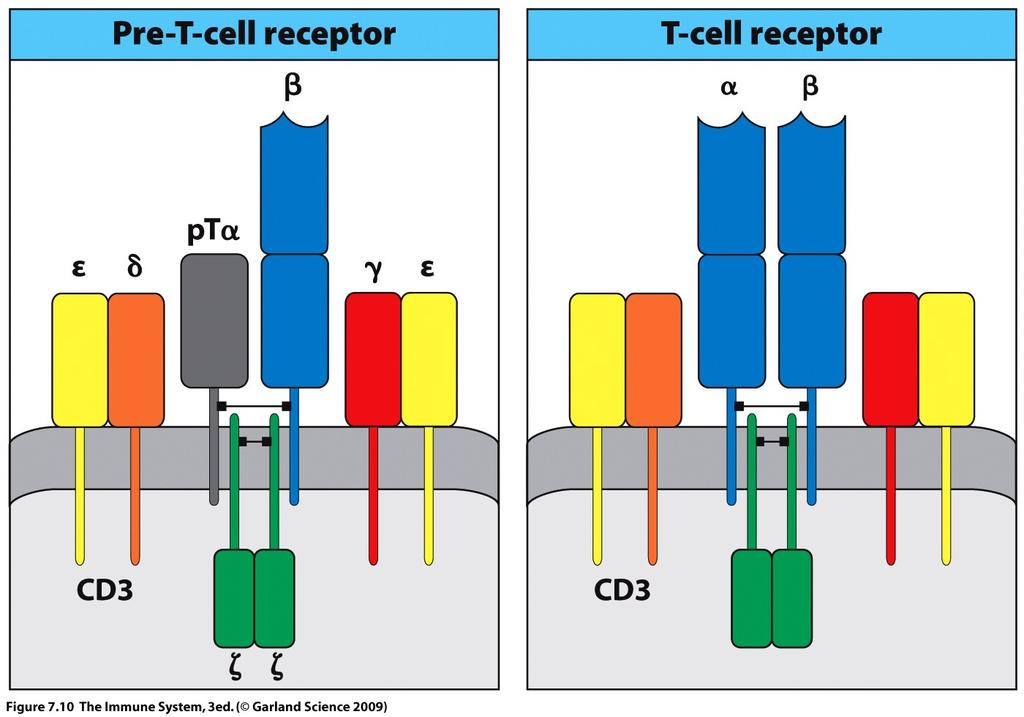 Comparison of the Pre-T-cell receptor and T-cell receptor