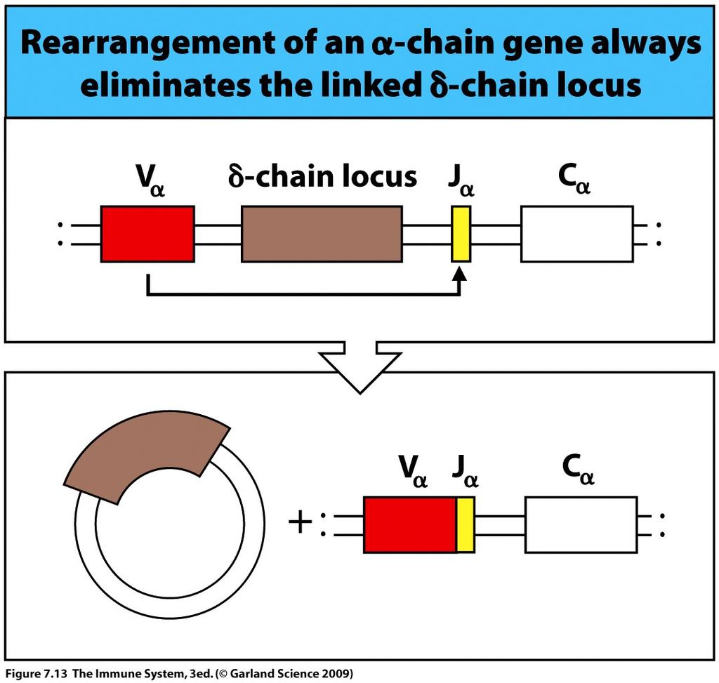creates clonal expansion of cells allexpressing the same chain