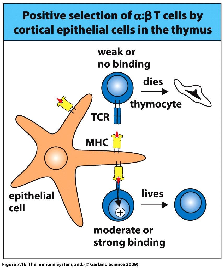 T cells that recognize self-mhc molecules are positively selected in the thymus Receptor editting to match MHC only 2% of DP thymocytes
