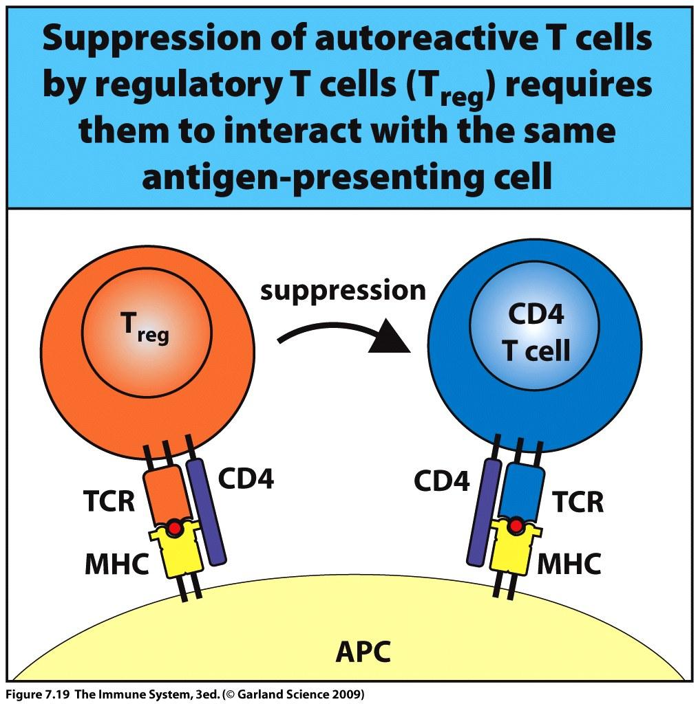 Positive and negative selection of the T-cell repertoire Tissue-specific proteins are expressed in the thymus and participate in negative selection (AIRE=autoimmune regulator) Aire defficient