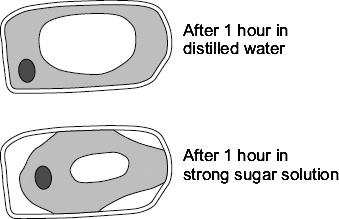 Q17. The diagram shows the same plant cell: after 1 hour in distilled water after 1 hour in strong sugar solution.
