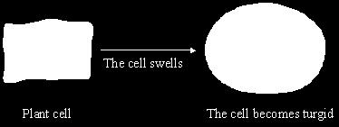 Q3. (a) The diagrams show what happens to the shape of a plant cell placed in distilled water. (i) Explain why the cell swells and becomes turgid. Name the process involved.