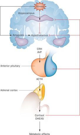 Hypothalamus Injury Neuroendocrine system Hypothalamus-Anterior Pituitary-Gland axis Early