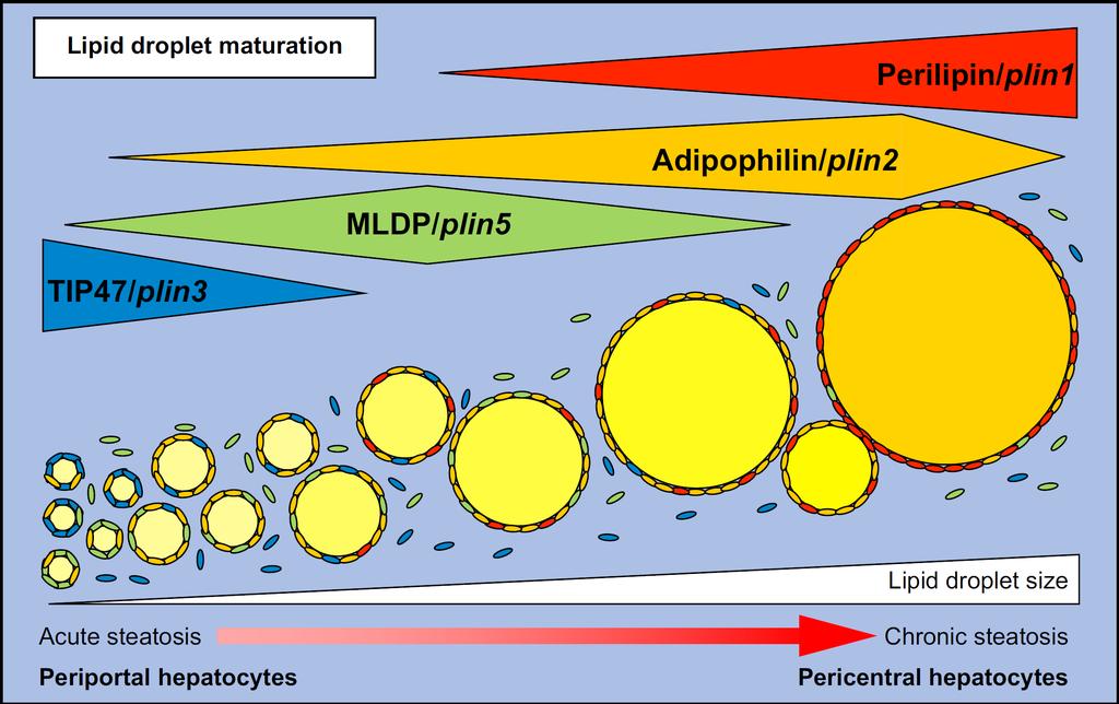 Lipid droplet maturation Perilipin might be used for the differential