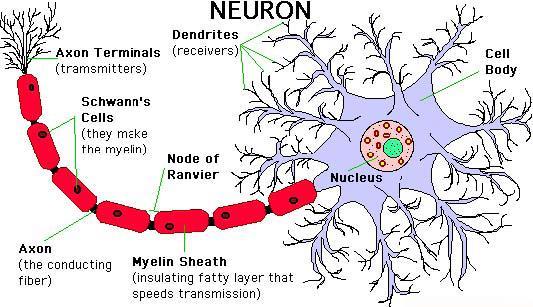 Text reference Axon (Figure 12.6, p. 395). Neurons consist of three basic parts : (1) Cell body ; (2) Dendrites ; (3) Axon. Dendrites are the primary site for receiving signals from other neurons.