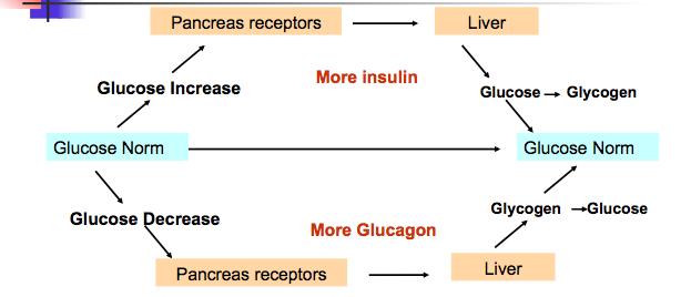 Glucoregulation o Blood glucose levels are monitored and controlled by the pancreas o Type 1 diabetes: is caused by the death of cells that secrete insulin (due to attack by body immune system) o