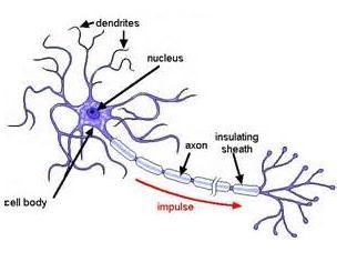 Types of Neurons o Nerve impulse: an electrical signal that passes along nerve cells Sensory Neurone Relay Neurone Motor Neurone Transmit nerve impulse from